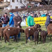 Schafausstellung Braunes Tiroler Bergschaf Tirol (14)